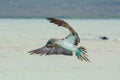 Blue-footed booby in flight, Galapagos islands Royalty Free Stock Photo