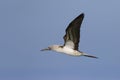 Blue-footed Booby in flight - Galapagos Islands Royalty Free Stock Photo