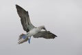 Blue-footed Booby in flight - Santa Cruz Island, Galapagos Royalty Free Stock Photo