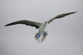Blue-footed Booby in flight - Santa Cruz Island, Galapagos Royalty Free Stock Photo