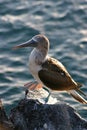 Blue-Footed Booby, Galapagos Royalty Free Stock Photo