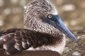 Blue Footed Booby, Galapagos, Ecuador Royalty Free Stock Photo