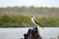 Blue Footed Booby - Galapagos - Ecuador Royalty Free Stock Photo