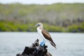 Blue Footed Booby - Galapagos - Ecuador Royalty Free Stock Photo