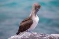 Blue Footed Booby - Galapagos - Ecuador Royalty Free Stock Photo