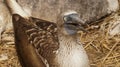 Blue footed booby, Galapagos Island. Royalty Free Stock Photo