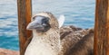 Blue footed booby, Galapagos Islands. Royalty Free Stock Photo