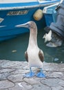 Blue Footed Booby, Galapagos Islands, Ecuador Royalty Free Stock Photo