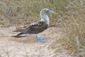 Blue Footed Booby, Galapagos Islands Royalty Free Stock Photo