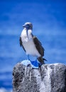 A blue footed booby , Galapagos Islands, Ecuador Royalty Free Stock Photo