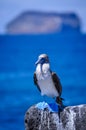 A blue footed booby , Galapagos Islands, Ecuador Royalty Free Stock Photo
