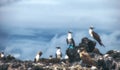 Blue-footed Booby, Galapagos Islands, Ecuador Royalty Free Stock Photo