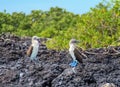 Blue-footed Booby, Galapagos Islands, Ecuador Royalty Free Stock Photo