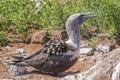 A Blue-footed Booby Guarding Her Eggs Royalty Free Stock Photo