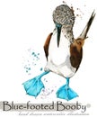 Blue-footed booby hand drawn watercolor illustration