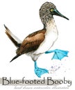 Blue-footed booby hand drawn watercolor illustration