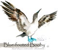 Blue-footed booby hand drawn watercolor illustration