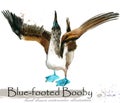 Blue-footed booby hand drawn watercolor illustration