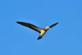 Blue-Footed Booby II Royalty Free Stock Photo