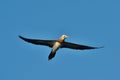 Blue-Footed Booby III Royalty Free Stock Photo