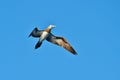 Blue-Footed Booby IIII Royalty Free Stock Photo