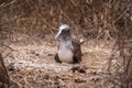 Blue-footed Booby in the nest with its eggs for hatching, Isla de la Plata Plata Island, Ecuador