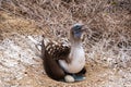 Blue-footed Booby laying on egg for hatching in the nest, Isla de la Plata Plata Island, Ecuador