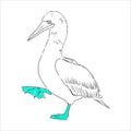The blue-footed booby Line drawing. Black and white illustration. Vector.