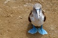 Blue footed boobies Sula nebouxii on Isla de la Plata, off the coast of Puerto Lopez, Ecuador Royalty Free Stock Photo