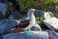 Blue Footed Booby