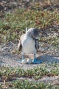 Blue footed booby on nest with egg, North Seymour, Galapagos Islands, Ecuador Royalty Free Stock Photo