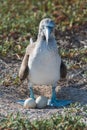 Blue footed booby on nest with egg, North Seymour, Galapagos Islands, Ecuador Royalty Free Stock Photo