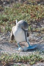 Blue footed booby on nest with egg, North Seymour, Galapagos Islands, Ecuador, South America Royalty Free Stock Photo