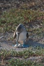 Blue footed booby on nest with egg, North Seymour, Galapagos Islands, Ecuador, South America Royalty Free Stock Photo