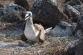 Blue footed booby on nest with egg, North Seymour, Galapagos Islands, Ecuador, South America Royalty Free Stock Photo