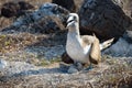 Blue footed booby on nest with egg, North Seymour, Galapagos Islands, Ecuador, South America Royalty Free Stock Photo