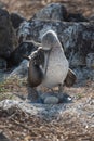 Blue footed booby on nest with egg, North Seymour, Galapagos Islands, Ecuador, South America Royalty Free Stock Photo