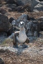 Blue footed booby on nest with egg, North Seymour, Galapagos Islands, Ecuador, South America Royalty Free Stock Photo