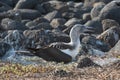 Blue footed booby on nest with egg, North Seymour, Galapagos Islands, Ecuador, South America Royalty Free Stock Photo