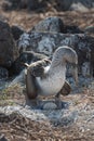 Blue footed booby on nest with egg, North Seymour, Galapagos Islands, Ecuador, South America Royalty Free Stock Photo