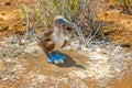 Blue Footed Booby Nest, Galapagos Royalty Free Stock Photo