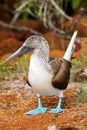 Blue-footed Booby on North Seymour Island, Galapagos National Pa Royalty Free Stock Photo