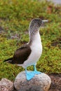 Blue-footed Booby on North Seymour Island, Galapagos National Pa Royalty Free Stock Photo