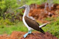 Blue-footed Booby on North Seymour Island, Galapagos National Pa Royalty Free Stock Photo