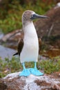 Blue-footed Booby on North Seymour Island, Galapagos National Pa