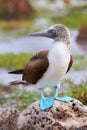 Blue-footed Booby on North Seymour Island, Galapagos National Pa Royalty Free Stock Photo