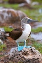 Blue-footed Booby on North Seymour Island, Galapagos National Pa Royalty Free Stock Photo
