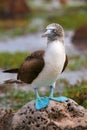 Blue-footed Booby on North Seymour Island, Galapagos National Pa