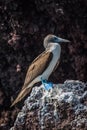 Blue-footed booby perched on rock with guano
