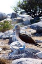 Blue-Footed Booby Poses Royalty Free Stock Photo
